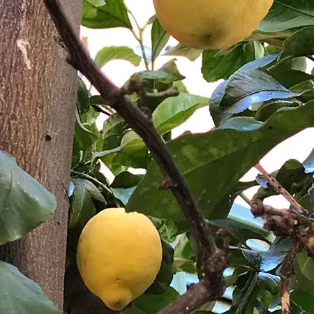 La Terrazza شقة ليفانتو